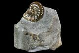 Hoploscaphites Ammonite - South Dakota #110584-2